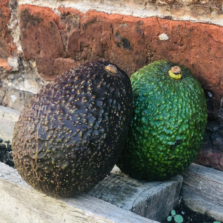 Organic Avocado