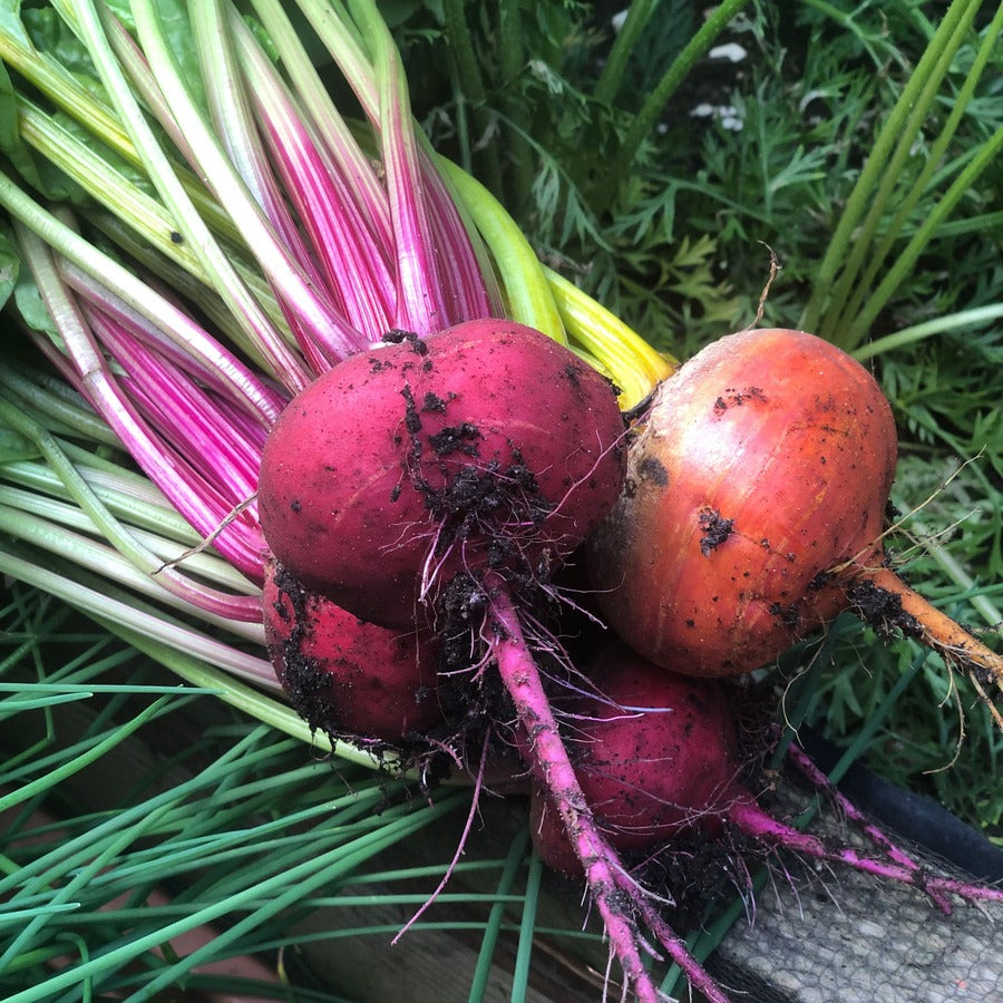 Organic Bunched Mixed Beetroot