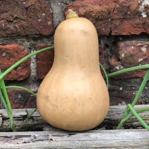 Organic Butternut Squash