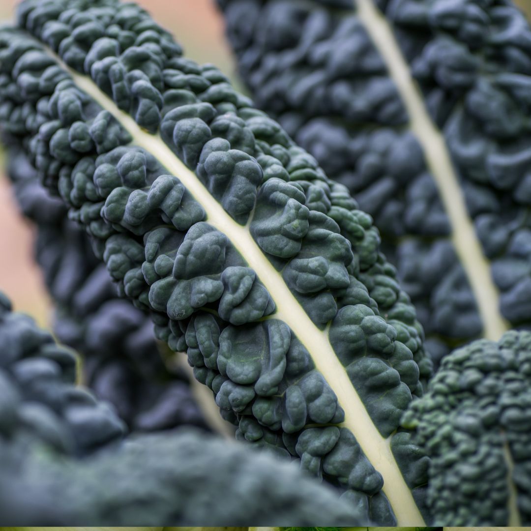 Organic Cavolo Nero