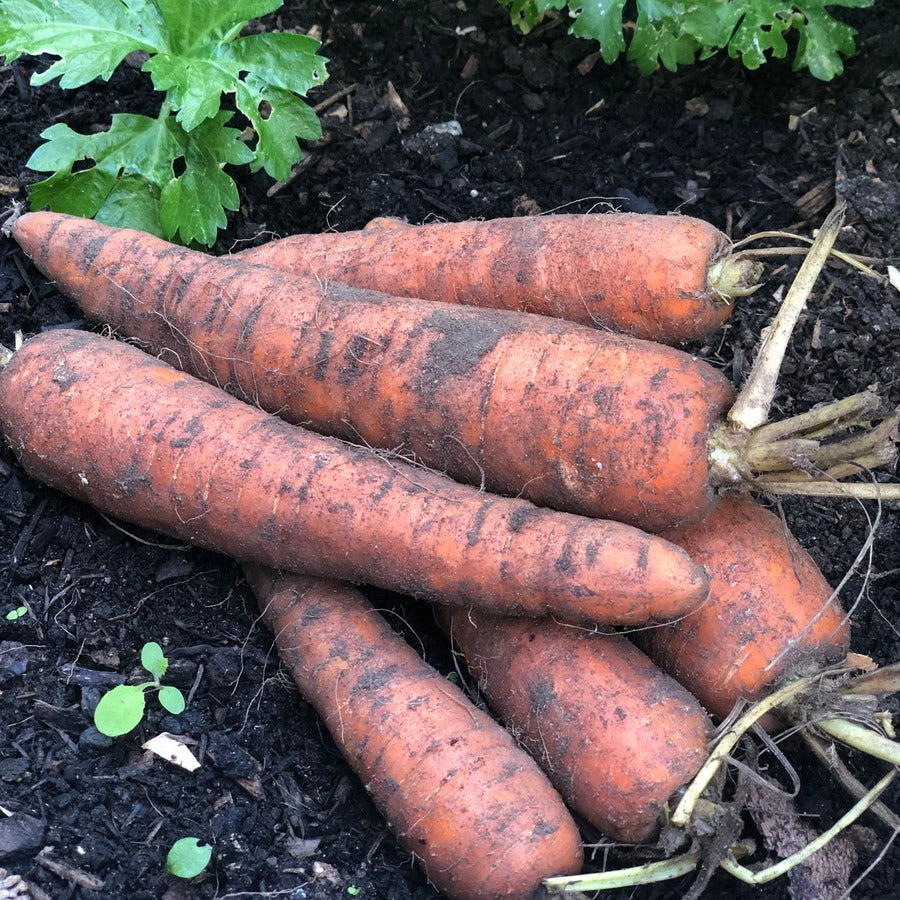 Organic Carrots (Dirty)