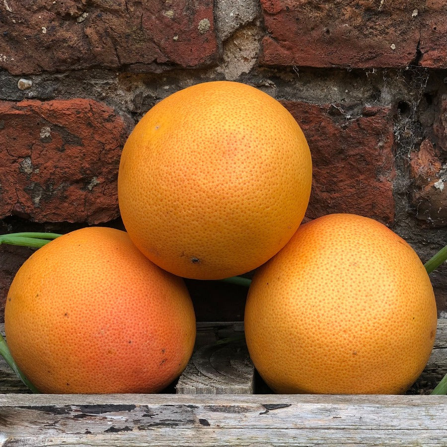 Organic Grapefruit