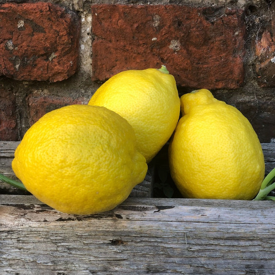 Organic Unwaxed Lemons