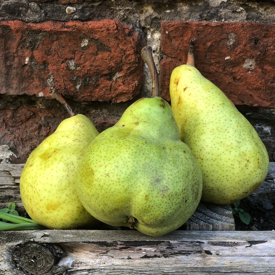 Organic Pears
