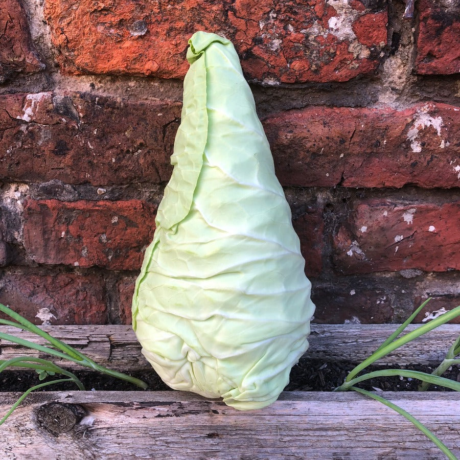 Organic Pointed Cabbage