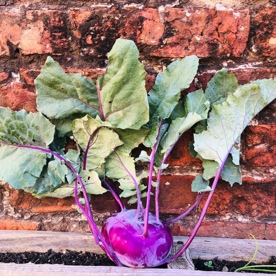 Organic Kohl Rabi