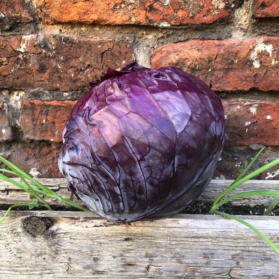 Organic Red Cabbage