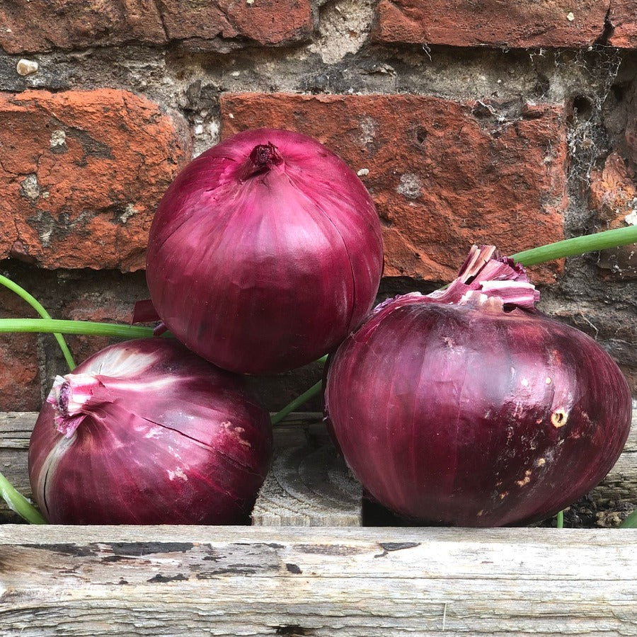 Organic Red Onion