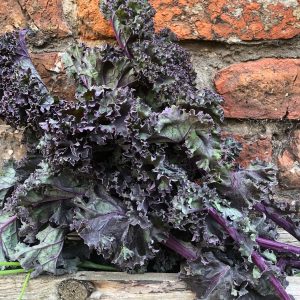 Organic Kale