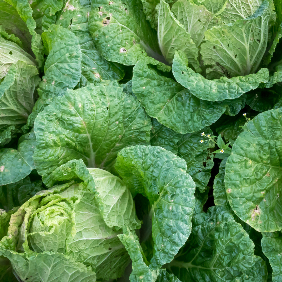 Organic Primo Cabbage