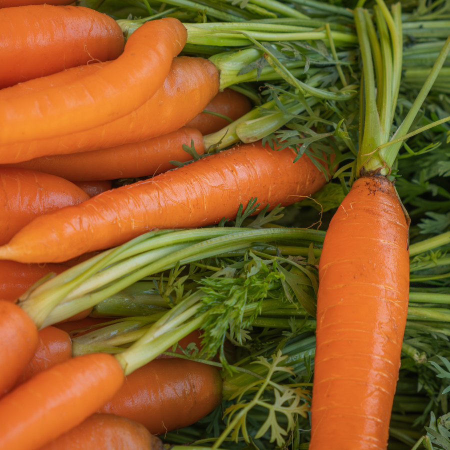 Organic Bunched Carrots
