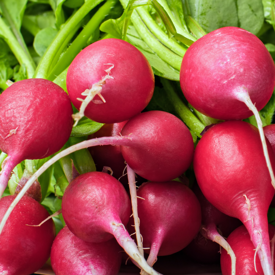 Organic Radishes