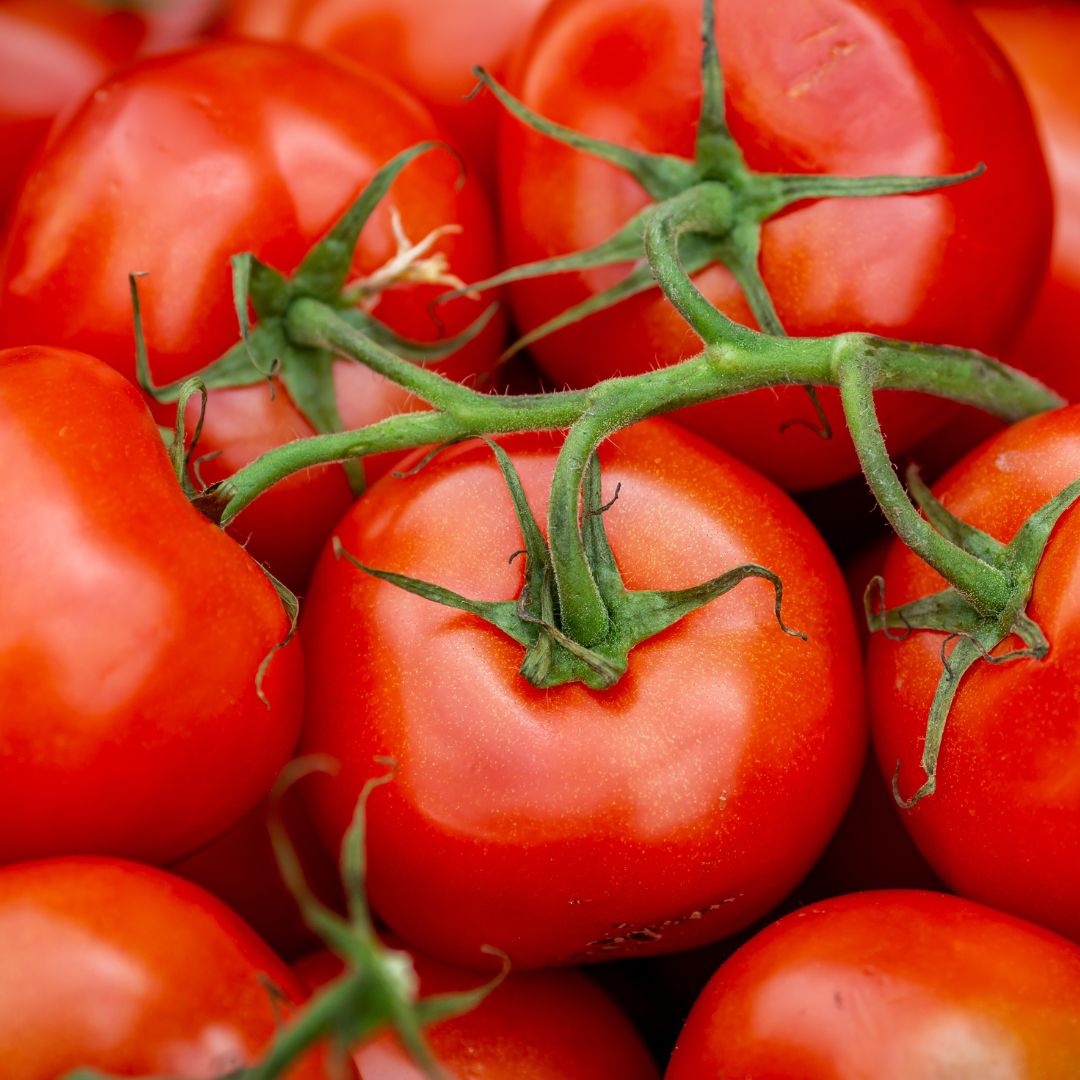 Organic Vine Tomatoes