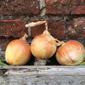Organic Yellow Onions