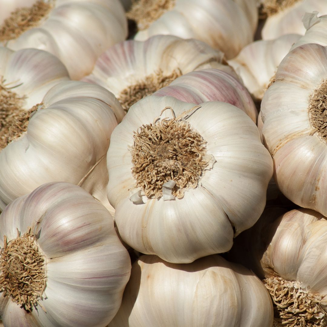 Organic Garlic