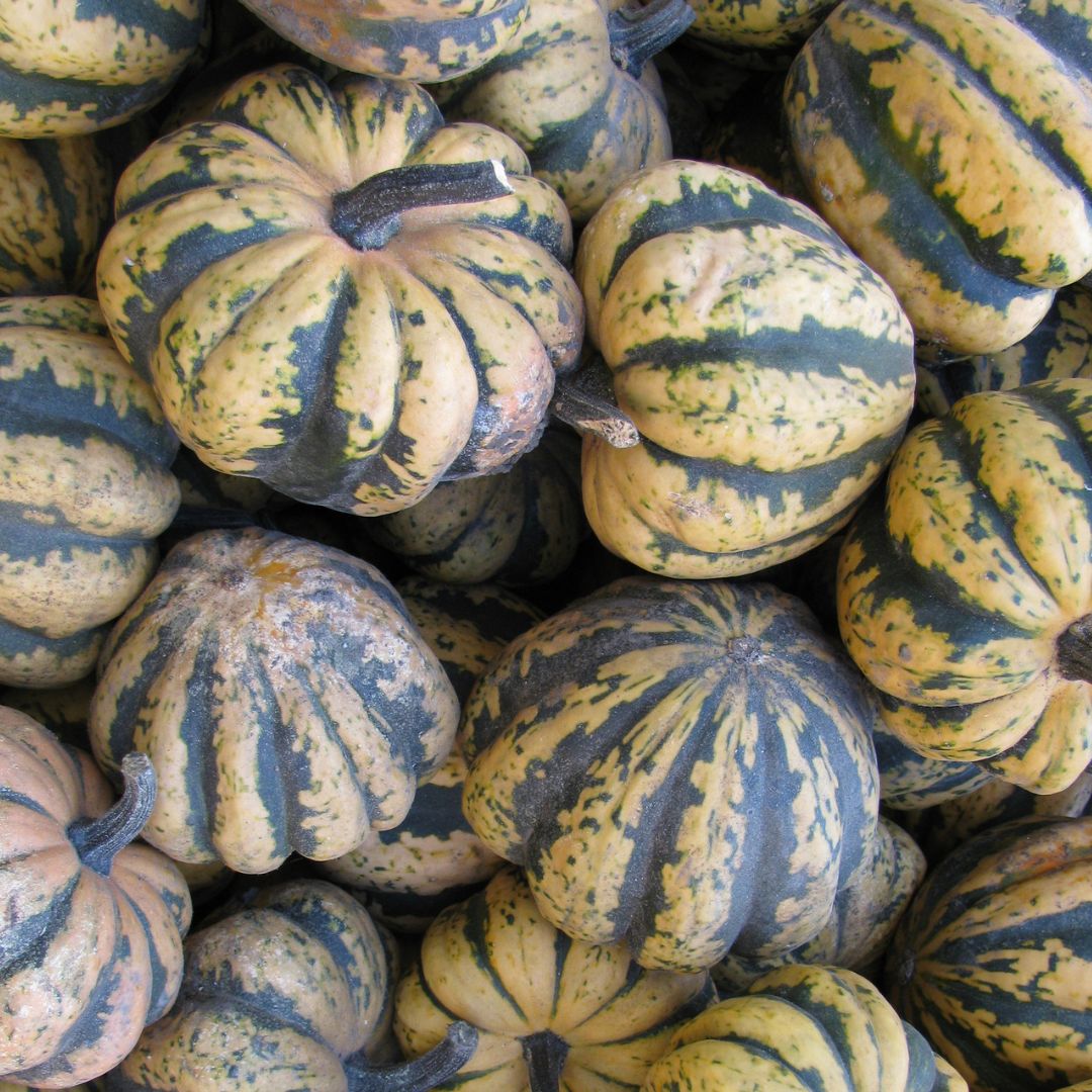 Organic Harlequin Squash