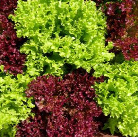 Organic Batavia Lettuce