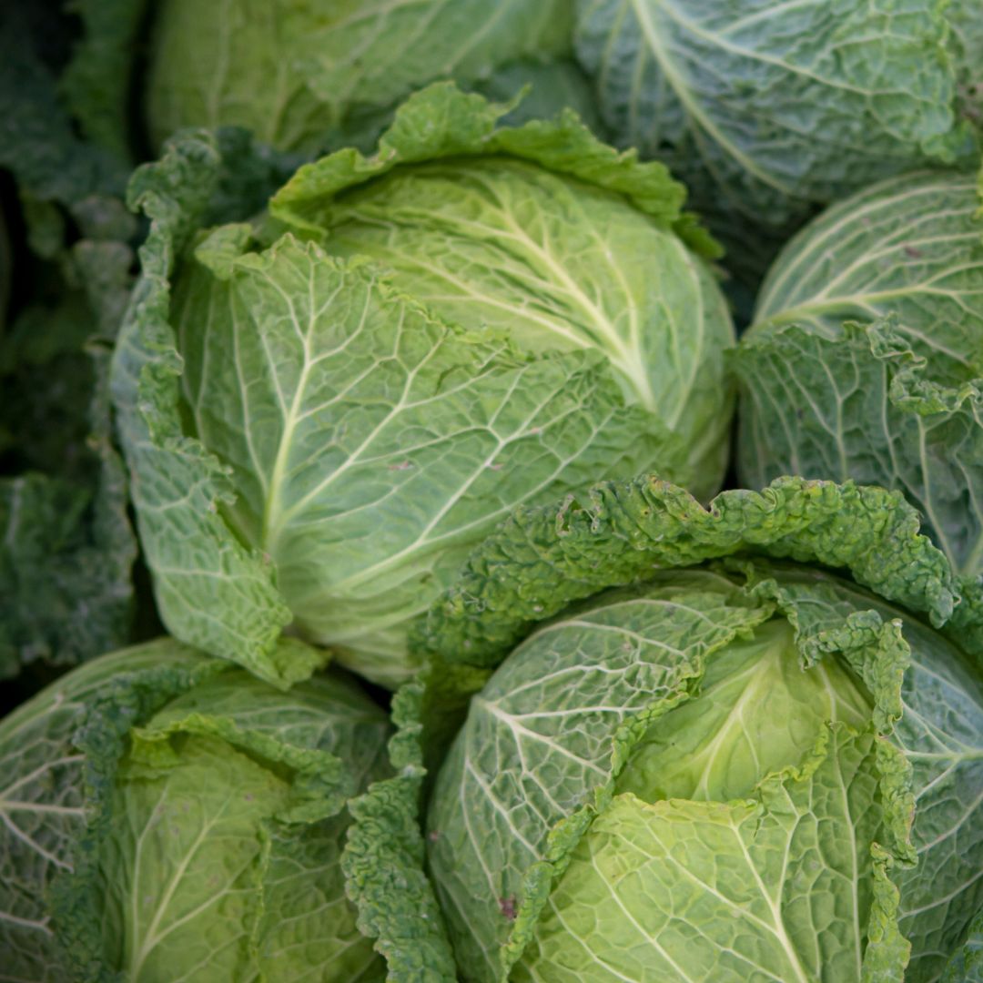 Organic Savoy Cabbage