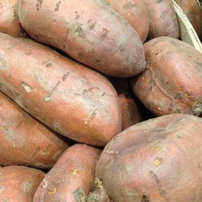 Organic Sweet Potatoes